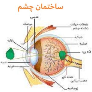 دانلود پاورپوینت در مورد ساختمان چشم و دستگاه بینایی(ppt)