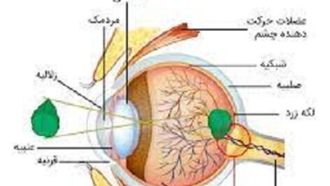 دانلود پاورپوینت در مورد ساختمان چشم و دستگاه بینایی(ppt)