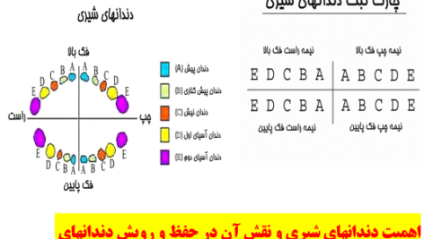 دانلود اهمیت دندانهای شیری و نقش آن در حفظ و رویش دندانهای دایمی (پاورپوینت)