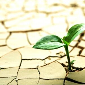 راهکارهای مقاومت و سازگاری به تنش خشکی در گیاهان زراعی