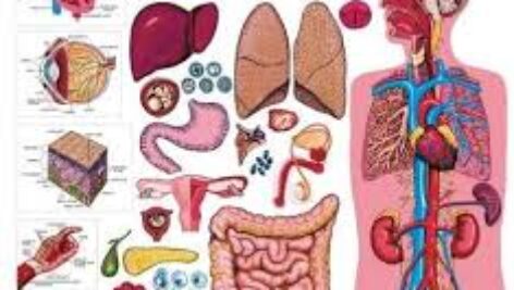 دانلود خلاصه کتاب فیزیولوژی اعصاب و غدد
