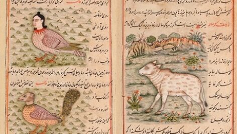 فرخ نامه جمالی – نسخه خطی مصور
