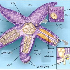 دانلود پاورپوینت آموزشی جانوران- شاخه خارپوستان