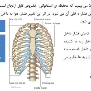جزوه درس آناتومی قلب و عروق /  بصورت pdf