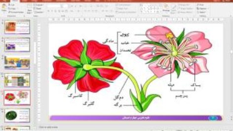 پاورپوینت درس 12 علوم تجربی پایه چهارم دبستان (ابتدایی): گوناگونی گیاهان