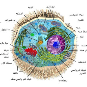 پاور پوینت آماده و قابل ویرایش هسته سلول در 29 اسلاید