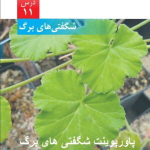 دانلود پاورپوینت درس یازدهم علوم ششم شگفتي‌هاي برگ