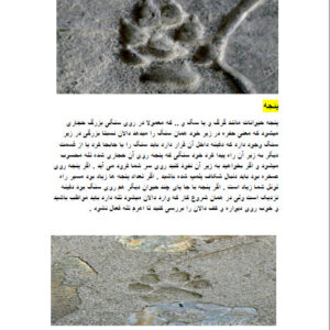 دانلود کتاب دفینه یابی و باستان شناسی کاملا تصویری