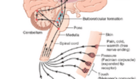 دانلود جزوه فیزیولوژی سیستم اعصاب (منابع علوم پایه)