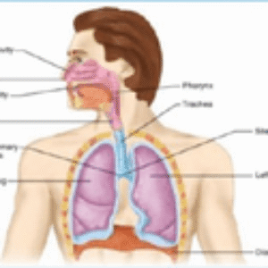 دانلود جزوه جنین شناسی سیستم تنفس (منابع علوم پایه)