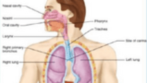 دانلود جزوه جنین شناسی سیستم تنفس (منابع علوم پایه)