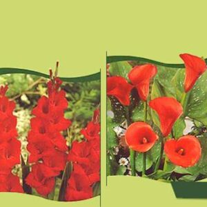 جزوه درسی باغبانی عمومی (پاورپوینت 269 اسلاید)